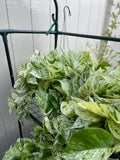 8-Inch Snow Queen Pothos – Live Variegated Houseplant