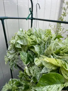 8-Inch Snow Queen Pothos – Live Variegated Houseplant