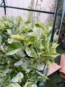 8-Inch Snow Queen Pothos – Live Variegated Houseplant