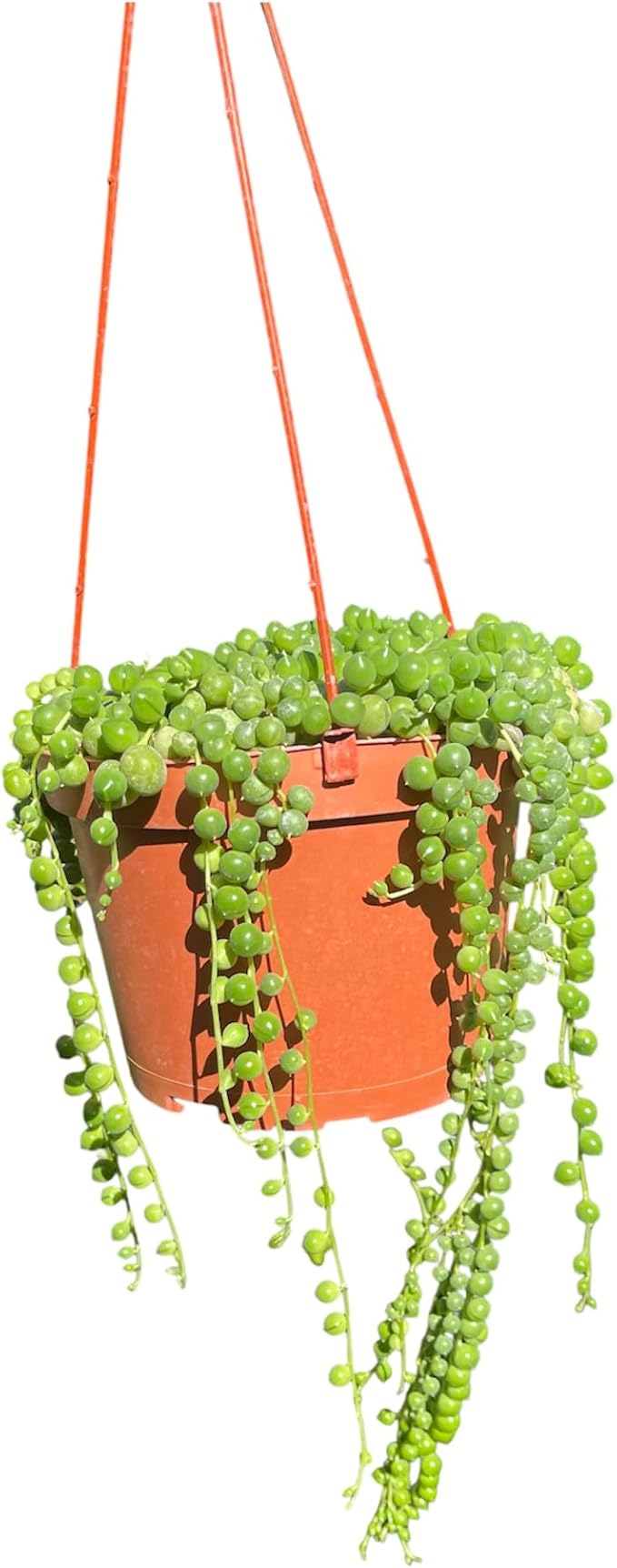 String of Pearl in A 6in Hanging Pot